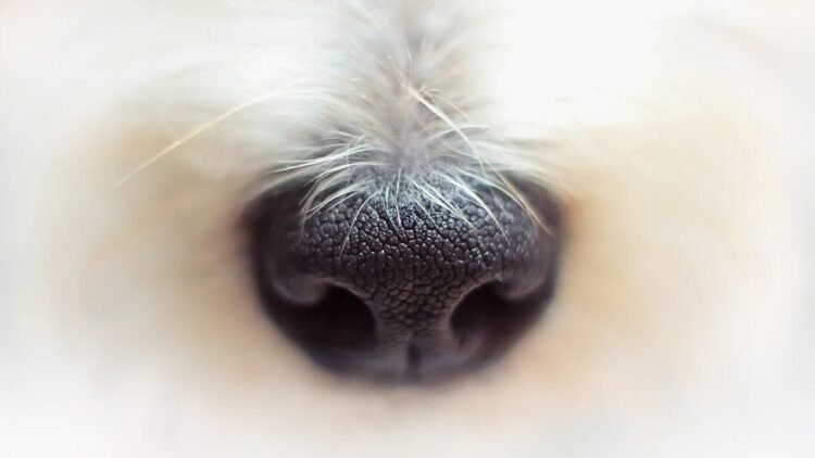 Bobtail from Hungary Crowned World’s Most Beautiful Dog