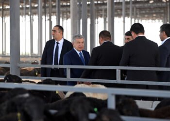 A large sheep breeding cluster is being established in Namangan