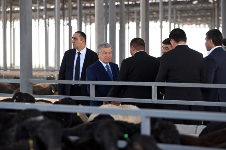 A large sheep breeding cluster is being established in Namangan