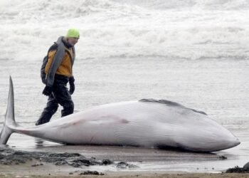 ‘On shore, their weight becomes lethal’: Why it’s so hard to help a stranded whale