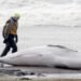 ‘On shore, their weight becomes lethal’: Why it’s so hard to help a stranded whale