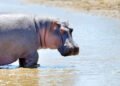 ENGLISH DIGEST 實用美語(空中美語)
                        
                            
                                                        The animal kingdom is full of surprises that challenge our understanding of biology. From remarkable feeding mechanisms to extreme defense strategies, some creatures possess traits so unusual that they seem like pure fiction. Here are four fascinating examples that show nature’s endless creativity.