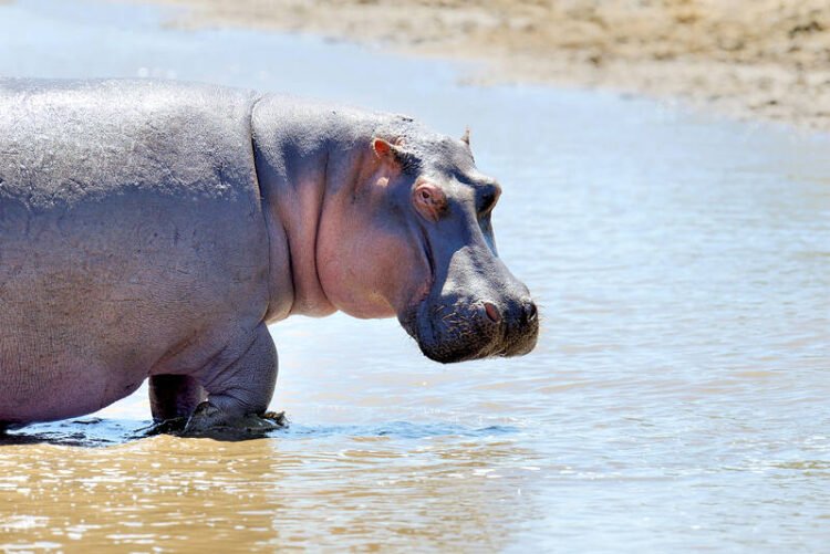 ENGLISH DIGEST 實用美語(空中美語)
                        
                            
                                                        The animal kingdom is full of surprises that challenge our understanding of biology. From remarkable feeding mechanisms to extreme defense strategies, some creatures possess traits so unusual that they seem like pure fiction. Here are four fascinating examples that show nature’s endless creativity.