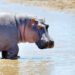 ENGLISH DIGEST 實用美語(空中美語)
                        
                            
                                                        The animal kingdom is full of surprises that challenge our understanding of biology. From remarkable feeding mechanisms to extreme defense strategies, some creatures possess traits so unusual that they seem like pure fiction. Here are four fascinating examples that show nature’s endless creativity.