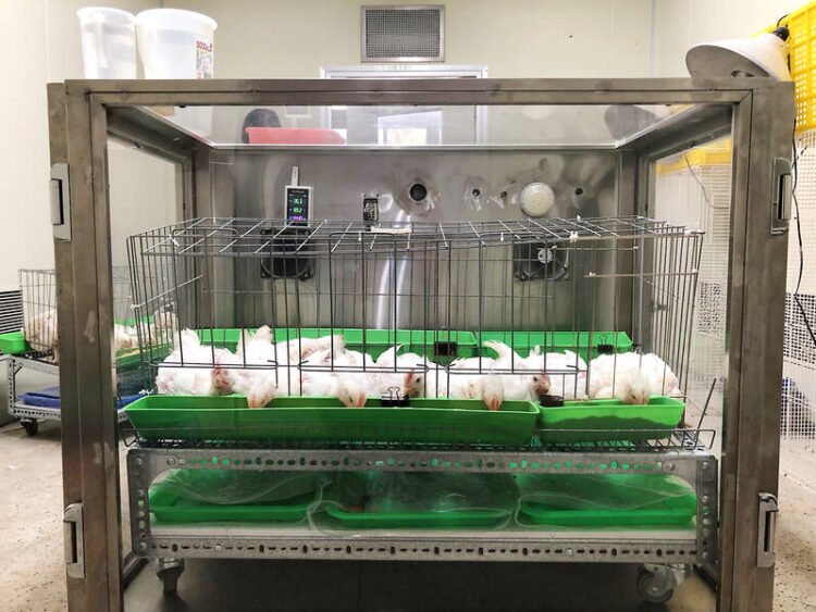 Environmental Impact Assessment: Greening Taiwan’s favorite protein
