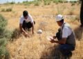 Winter pastures have begun to recover in southern Tajikistan