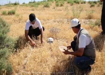 Winter pastures have begun to recover in southern Tajikistan