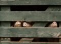 African Swine Fever Detected in Domestic Pigs in Hungary for the First Time