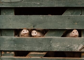 African Swine Fever Detected in Domestic Pigs in Hungary for the First Time