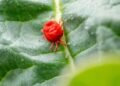 Itchy summer pests: Grass mites resurface as people report skin irritation