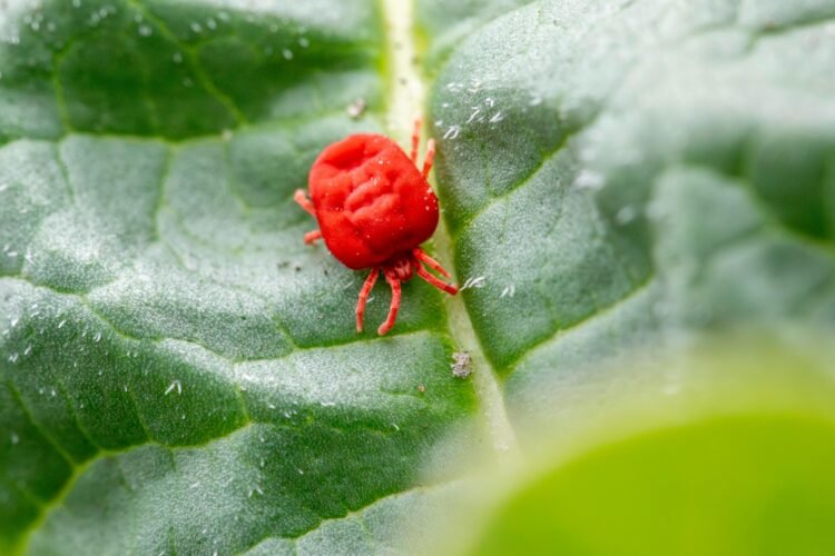 Itchy summer pests: Grass mites resurface as people report skin irritation