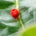 Itchy summer pests: Grass mites resurface as people report skin irritation