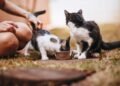 Europe’s First Animal Protection Food Bank Launches in Székesfehérvár