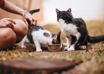 Europe’s First Animal Protection Food Bank Launches in Székesfehérvár