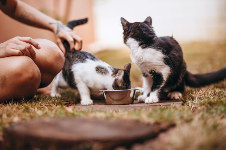 Europe’s First Animal Protection Food Bank Launches in Székesfehérvár