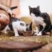 Europe’s First Animal Protection Food Bank Launches in Székesfehérvár