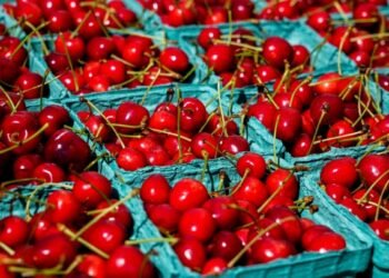Cherry Orchards Mostly Escape Frost Damage