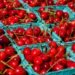 Cherry Orchards Mostly Escape Frost Damage