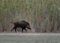 Wild Boar Cull Ordered as Swine Fever Hits Domestic Pigs