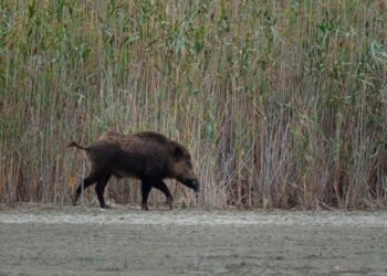 Wild Boar Cull Ordered as Swine Fever Hits Domestic Pigs