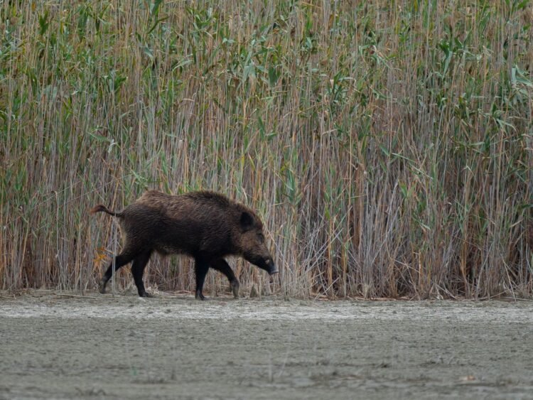 Wild Boar Cull Ordered as Swine Fever Hits Domestic Pigs