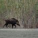 Wild Boar Cull Ordered as Swine Fever Hits Domestic Pigs
