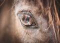 Public statement: Chief Veterinary Officer on unathorised importation of horses