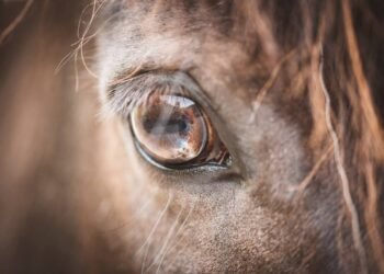 Public statement: Chief Veterinary Officer on unathorised importation of horses