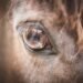 Public statement: Chief Veterinary Officer on unathorised importation of horses