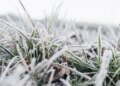 Frost, cold and possible snowfall: what meteorologists predict for this winter in Uruguay
