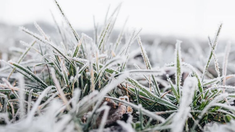 Frost, cold and possible snowfall: what meteorologists predict for this winter in Uruguay