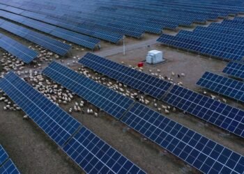 They built the world’s largest solar power plant in the desert: A few years later they had to bring 20,000 sheep – Life