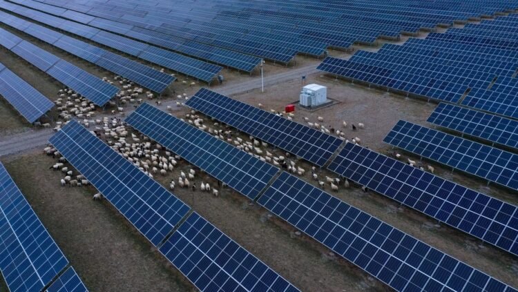 They built the world’s largest solar power plant in the desert: A few years later they had to bring 20,000 sheep – Life