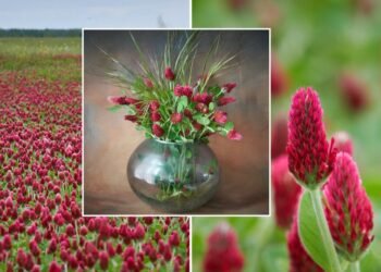 Lithuania has turned purple: photos of blooming clovers are on social networks
