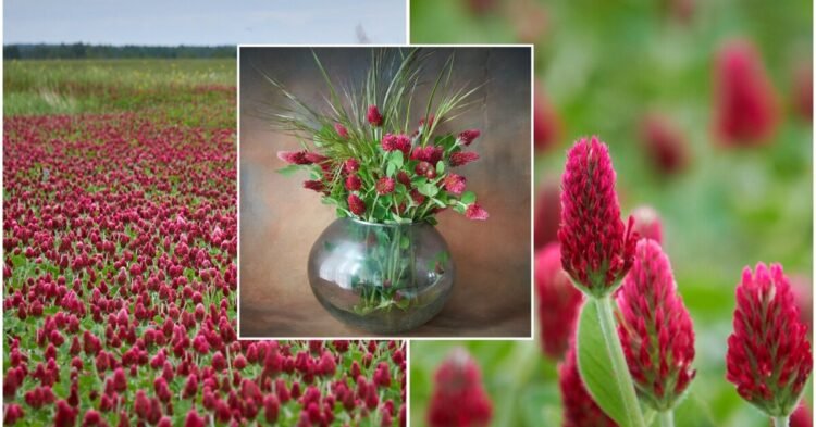 Lithuania has turned purple: photos of blooming clovers are on social networks