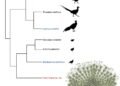 Researchers discover large extinct bird endemic to Taiwan