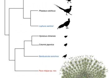 Researchers discover large extinct bird endemic to Taiwan