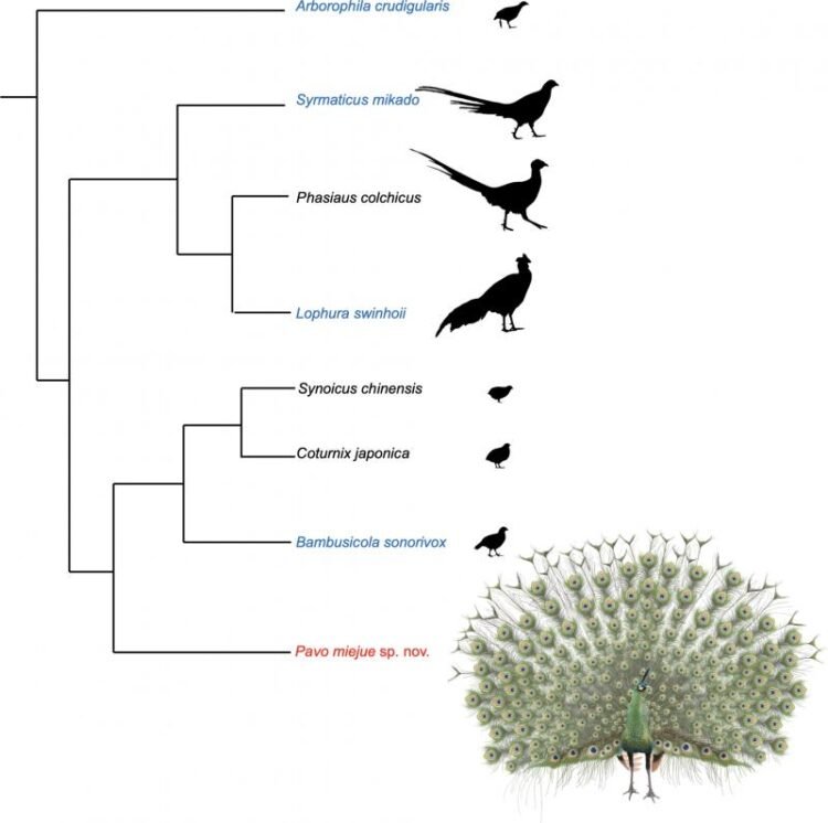 Researchers discover large extinct bird endemic to Taiwan