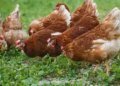 Great Britain: Avian Influenza  Prevention Zone Lifts As Risk Reduces 