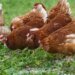 Great Britain: Avian Influenza  Prevention Zone Lifts As Risk Reduces 