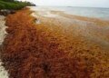 Antigua and Barbuda exploring Japanese support for Sargassum processing facility