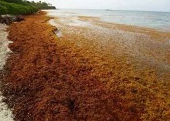 Antigua and Barbuda exploring Japanese support for Sargassum processing facility