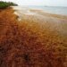 Antigua and Barbuda exploring Japanese support for Sargassum processing facility