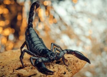 Everything you need to know about how to treat a scorpion sting – Scorpion Sting | Symptoms of Scorpion Sting | Scorpion Species