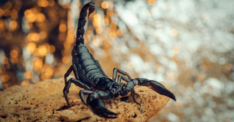 Everything you need to know about how to treat a scorpion sting – Scorpion Sting | Symptoms of Scorpion Sting | Scorpion Species