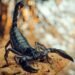 Everything you need to know about how to treat a scorpion sting – Scorpion Sting | Symptoms of Scorpion Sting | Scorpion Species