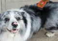 A Chinese influencer’s famous dog was stolen and sold to a restaurant for $27