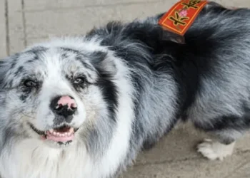 A Chinese influencer’s famous dog was stolen and sold to a restaurant for $27