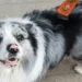 A Chinese influencer’s famous dog was stolen and sold to a restaurant for $27