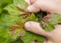 Currants attacked by aphids? Here’s what to spray to keep your yield from halving Life